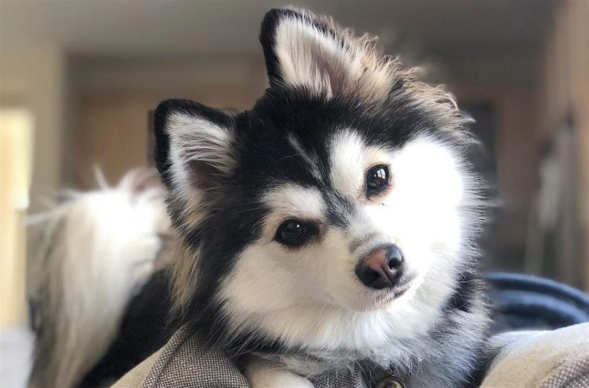 Pomsky qui incline la tête pour un câlin, à l'intérieur
