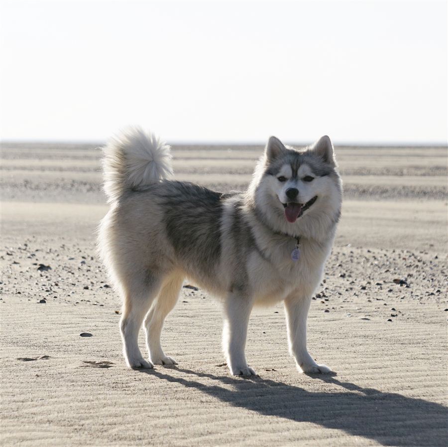 Pomsky adulte débout sur une plage de sable