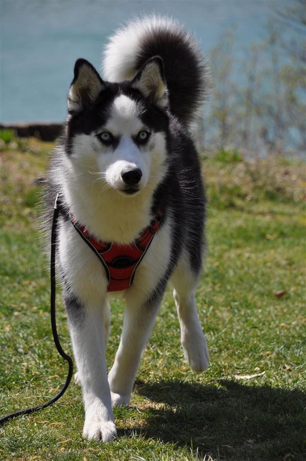 Pomsky aux yeux bleus qui court dans l'herbe