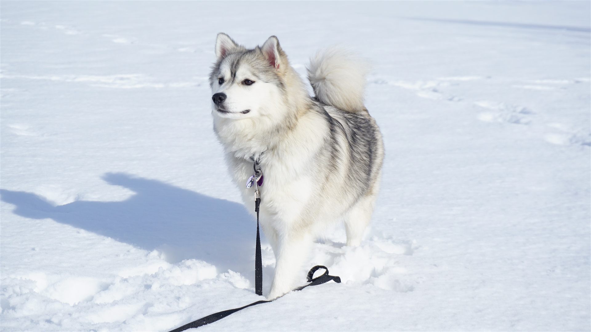 Pomsky adulte débout dans la neige, oreilles et queue duveteuses
