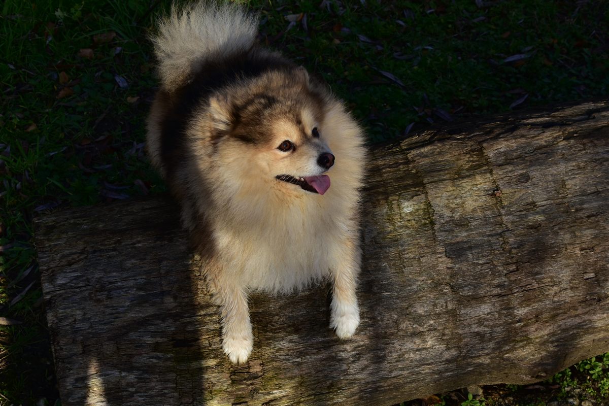 Pomsky débout sur une bûche en forêt, langue sortie, l'air joueur