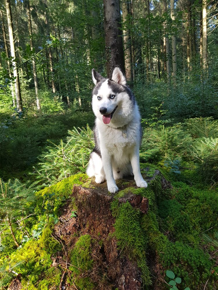 Pomsky aux yeux bleus assis sur une souche moussue